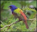 _9SB0164 painted bunting